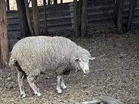Kambing jantan, Sheep — foto 2
