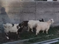 Capra, Nubian Goat — foto 2
