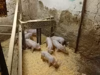 หมูป่าตัวผู้, หมู — รูปภาพ 4