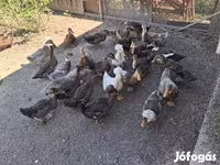 Ducks — foto 3