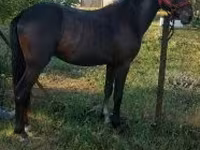 Kuda jantan, Hungarian horse breed — foto 2