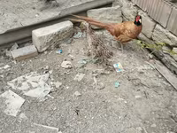 آسترالورپ — عکس 6