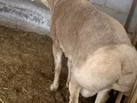 قوچ, Rhon sheep — عکس 2