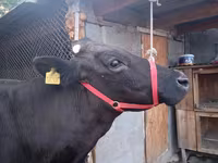 Крава, Swiss cattle — снимка 4