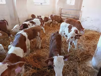 Býk, Simmental cattle — foto 3