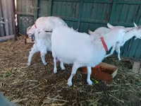 Էգ այծ, Pomellata goat — լուսանկար 4