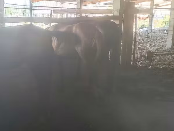 Cavalo, Cavalos