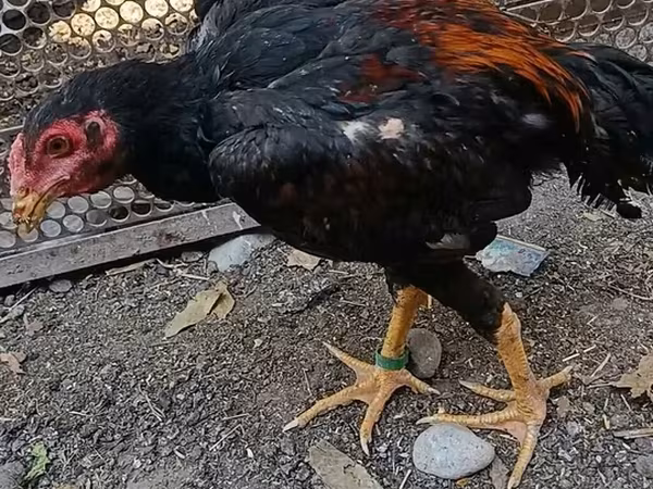 Chickens