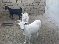 بز (گروه، جنسیت مشخص نشده), بز — عکس 3