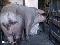 Babi betina, Дюрок — foto 1