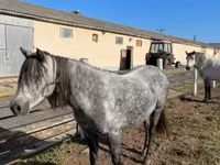 گھوڑی, Hungarian horse breed — تصویر 8
