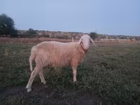 Bagge, Assaf sheep — foto 3