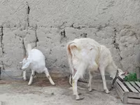 بز ماده, بز — عکس 4