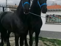 Kuda jantan, Friesian — foto 2