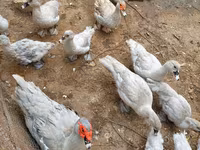 Ducks — รูปภาพ 2