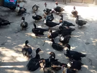 Ducks — عکس 2