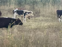 ወንድ በሬ, Kazakh White-headed cow — ፎቶ 3