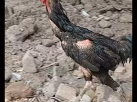 Chickens — รูปภาพ 1