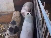 Varkens (partij, geslacht niet gespecificeerd), Дюрок — foto 1