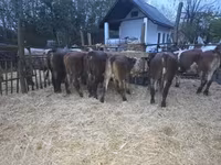 Bulle, Simmental cattle — Foto 2