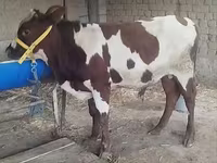 گاو نر, Simmental cattle — عکس 1