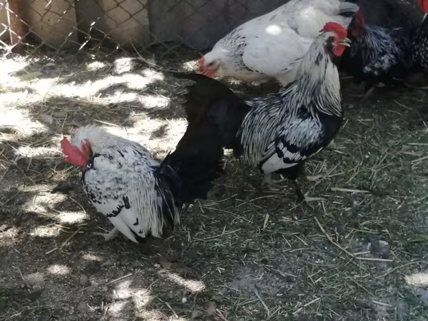 Chickens — Kyrgyzstan