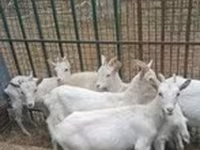 Ged, Saanen goat — foto 7