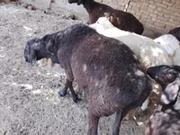بز نر, بز — عکس 4