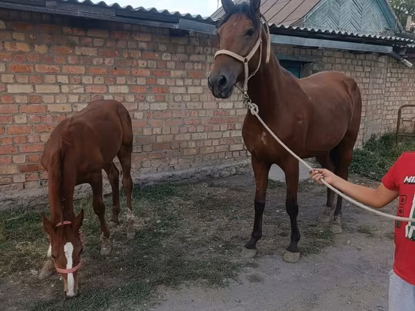 Mare, Thoroughbred horse