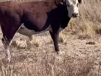 ወንድ በሬ, Kazakh White-headed cow — ፎቶ 1