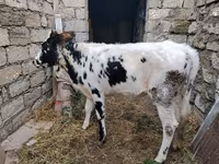 ላም, Russian Black pied cattle — ፎቶ 1