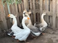 Geese — foto 2