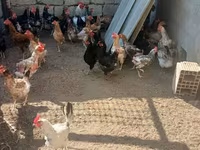 Chickens — عکس 1