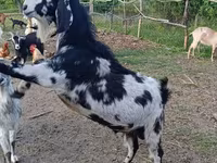 Kozioł, Nubian Goat — zdjęcie 5