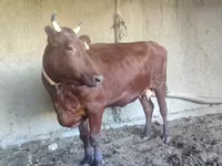 Krava, Red Estonian cattle — foto 1