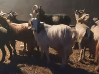 Cabras (lote, sexo no especificado), Cabras — foto 4