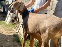 Får, Hissar sheep — foto 1