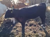 Mucca, Aberdeen Angus — foto 2
