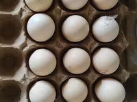 Chickens — foto 1