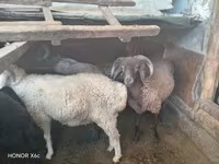 ভেড়ার পাঁঠা, ভেড়া — ছবি 3