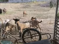 Kambing betina, Goats — foto 1