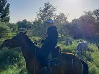 Faras, Horses — sawirka 2