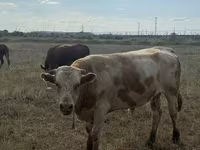 காளை, Simmental cattle — புகைப்படம் 1