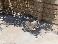 Satılır: Kiçik ölçülü ev iti və taxta it evi - Cins/Tip: Kiçik — foto 2