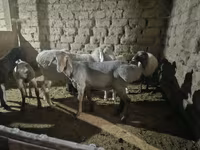 قوچ, گوسفند — عکس 2
