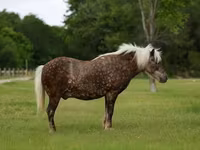 公马, Horses — 照片 2