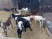 Kozel, Pomellata goat — foto 3