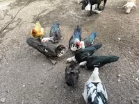 Ducks — عکس 1