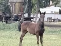 Égua, Lipizzaner — foto 1