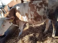 Ng'ombe jike, Simmental cattle — picha 3